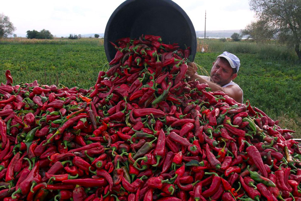 Artisan Sweet Hungarian Paprika Powder Seasoning, All Natural Non G